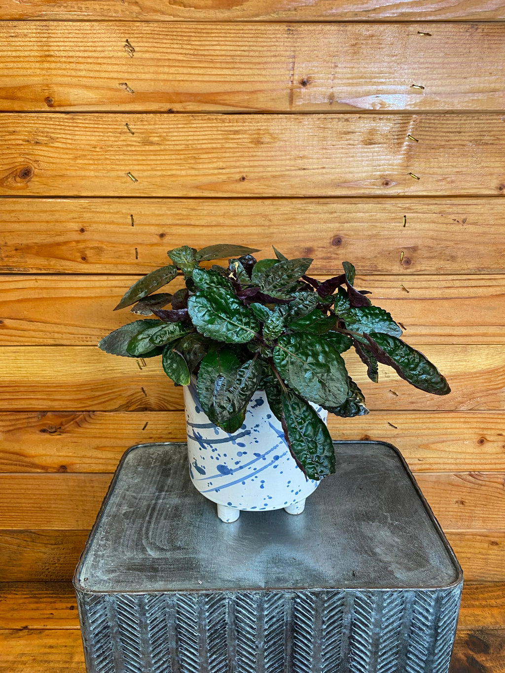 Hemigraphis alternata 'Purple Waffle', 6-inch Plant product image 1