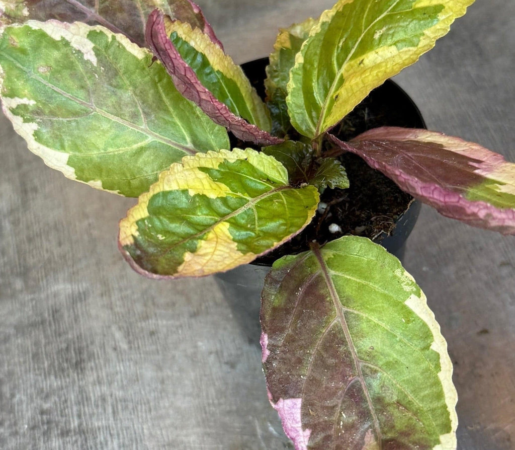 Variegated Waffle Plant (Hemigraphis alternata), 2-inch Plant — product image 5