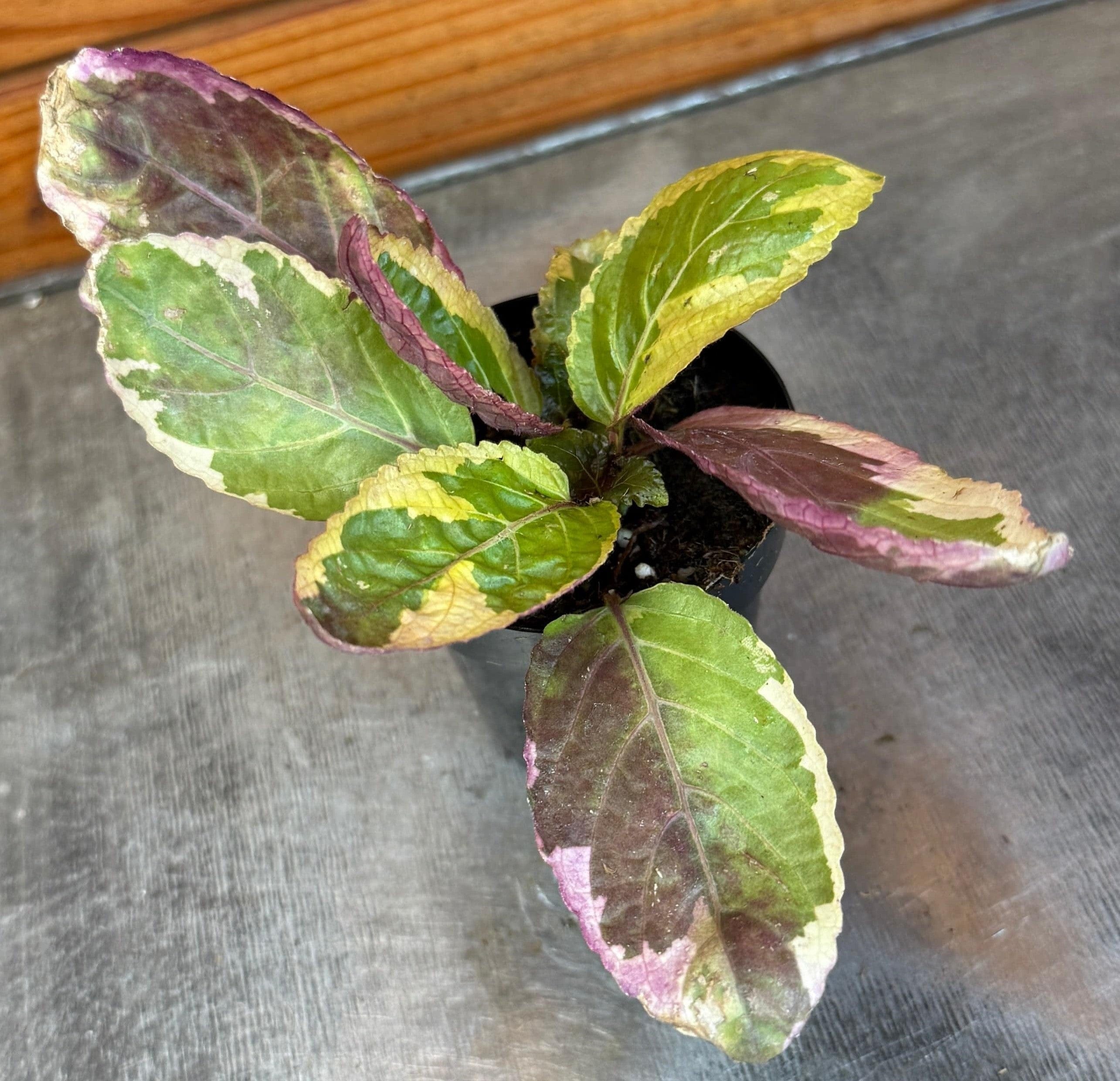 Variegated Waffle Plant (Hemigraphis alternata), 2-inch Plant — product image 4