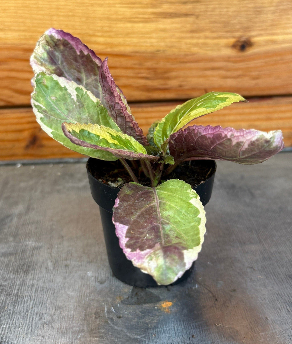 Variegated Waffle Plant (Hemigraphis alternata), 2-inch Plant — product image 3