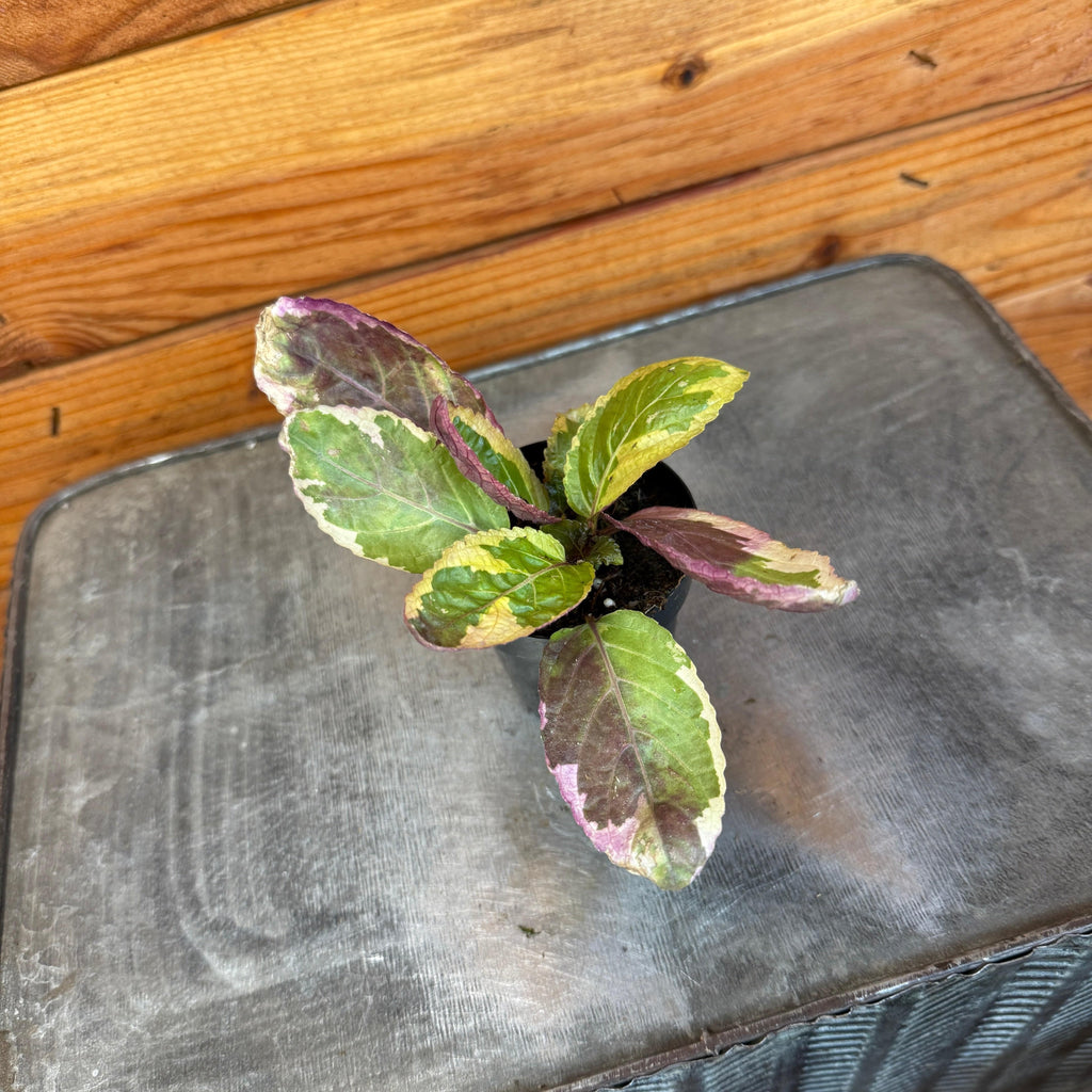 Variegated Waffle Plant (Hemigraphis alternata), 2-inch Plant