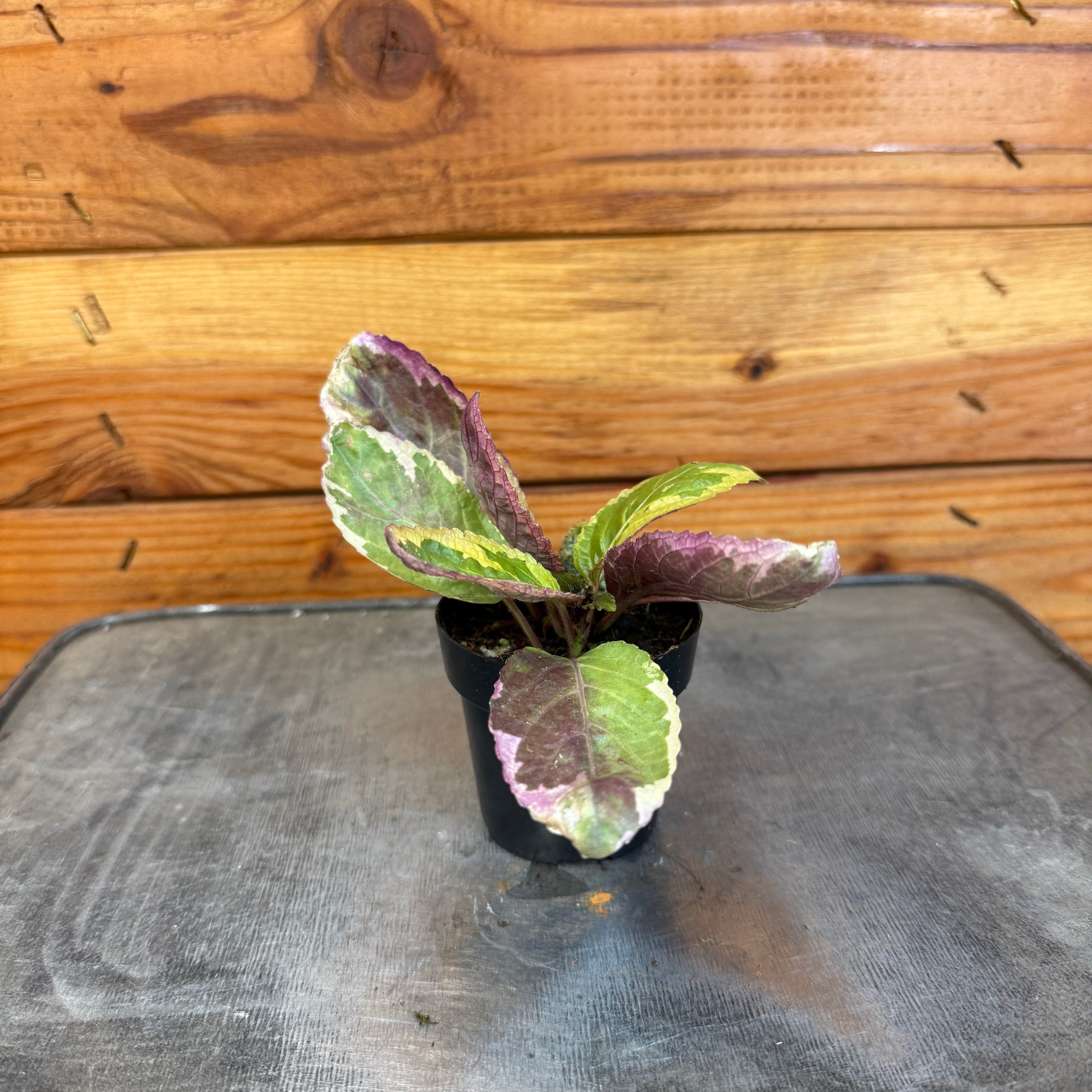 Variegated Waffle Plant (Hemigraphis alternata), 2-inch Plant — product image 2