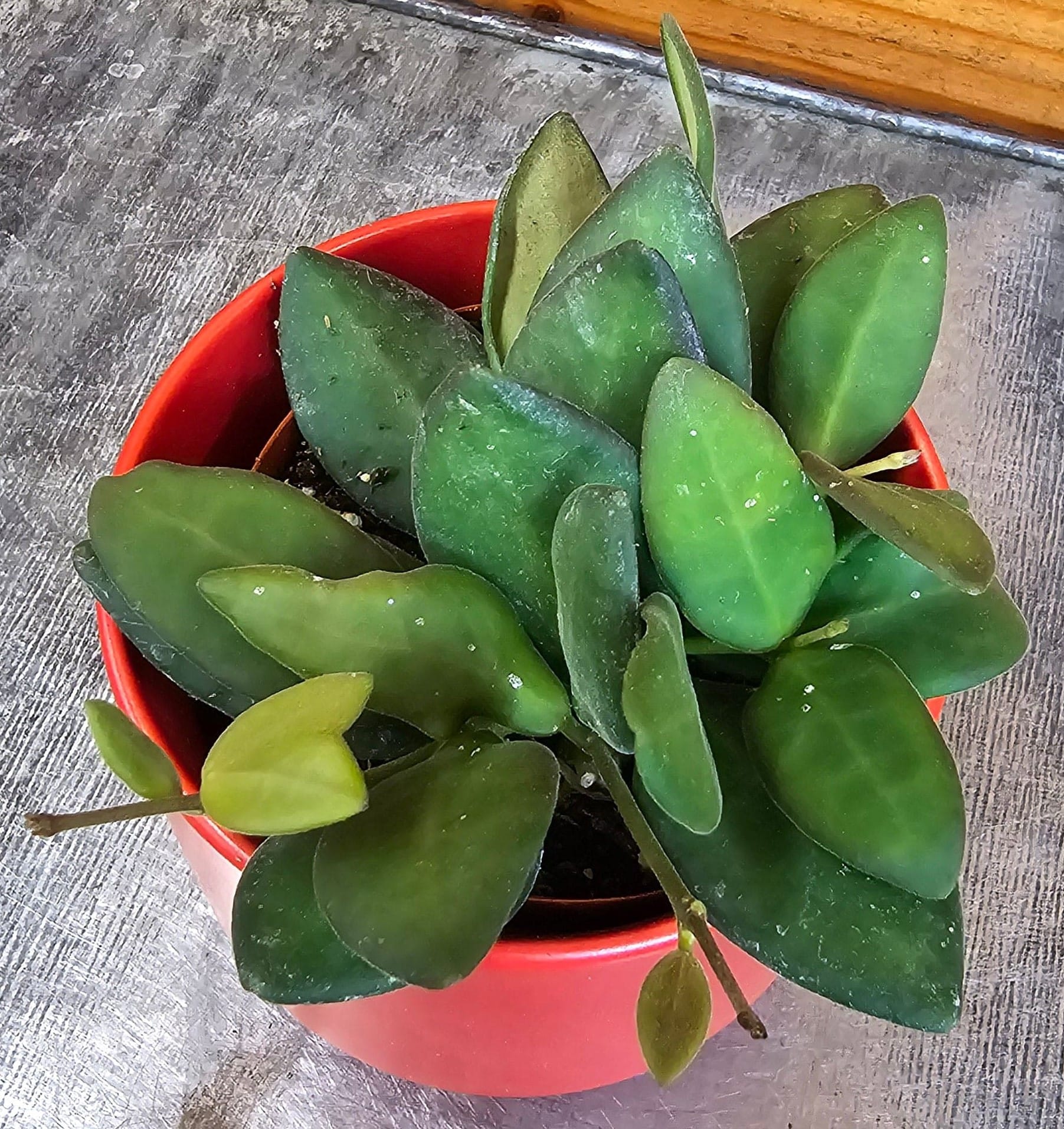 Hoya bilobata, 2-inch Plant — product image 5