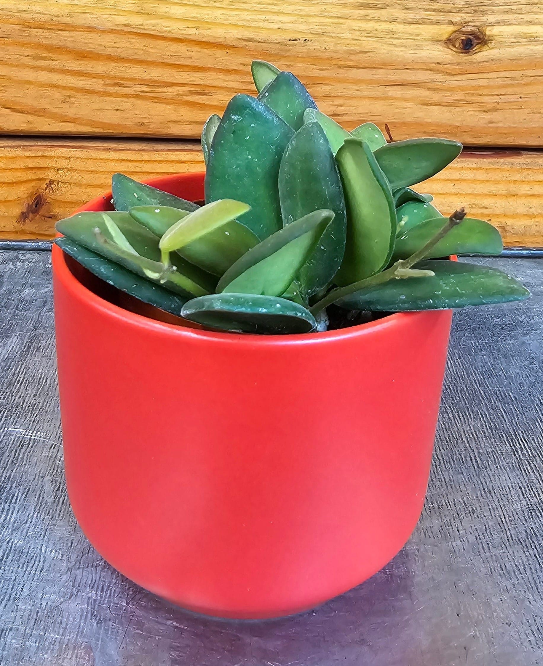 Hoya bilobata, 2-inch Plant — product image 4