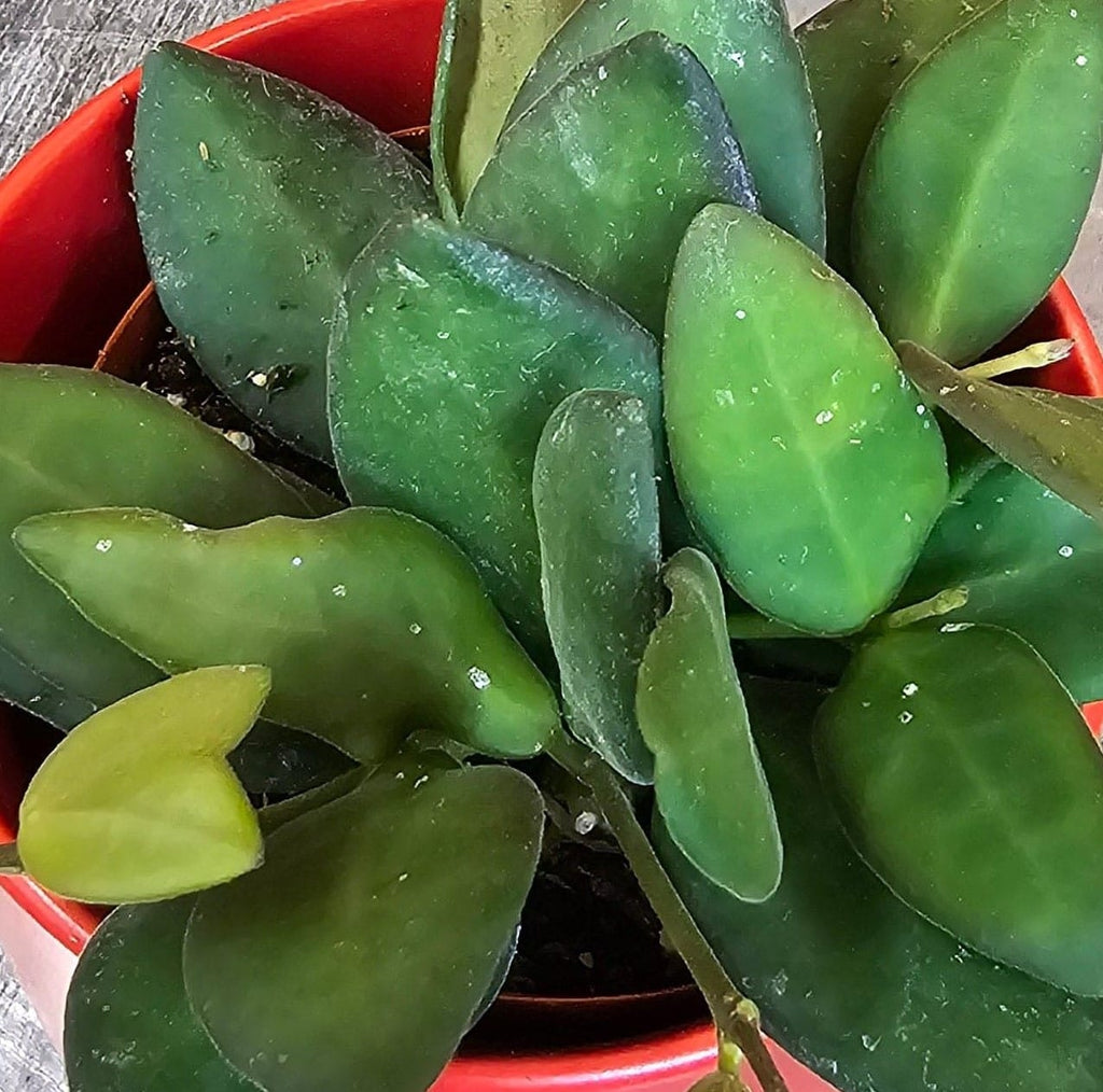 Hoya bilobata, 2-inch Plant — product image 3