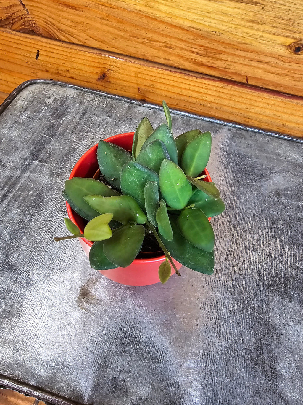 Hoya bilobata, 2-inch Plant