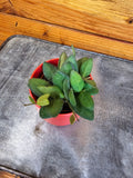 Hoya bilobata, 2-inch Plant