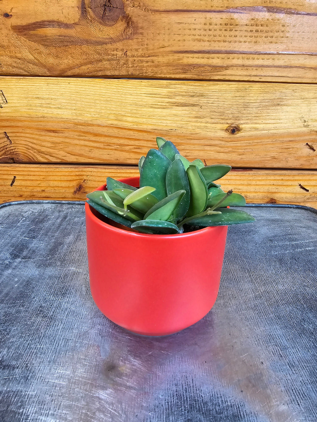 Hoya bilobata, 2-inch Plant — product image 2