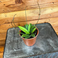 Hoya crassipetiolata 'Little Splash', 4-inch Plant product image 1