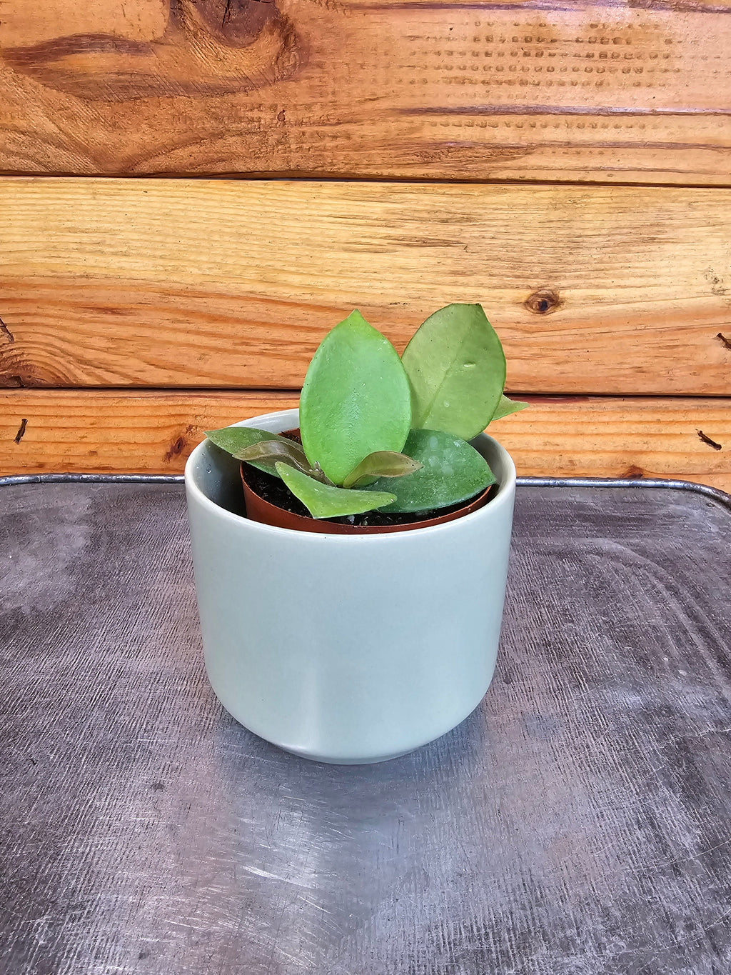 Hoya 'Chouke', 2-inch Plant — product image 2