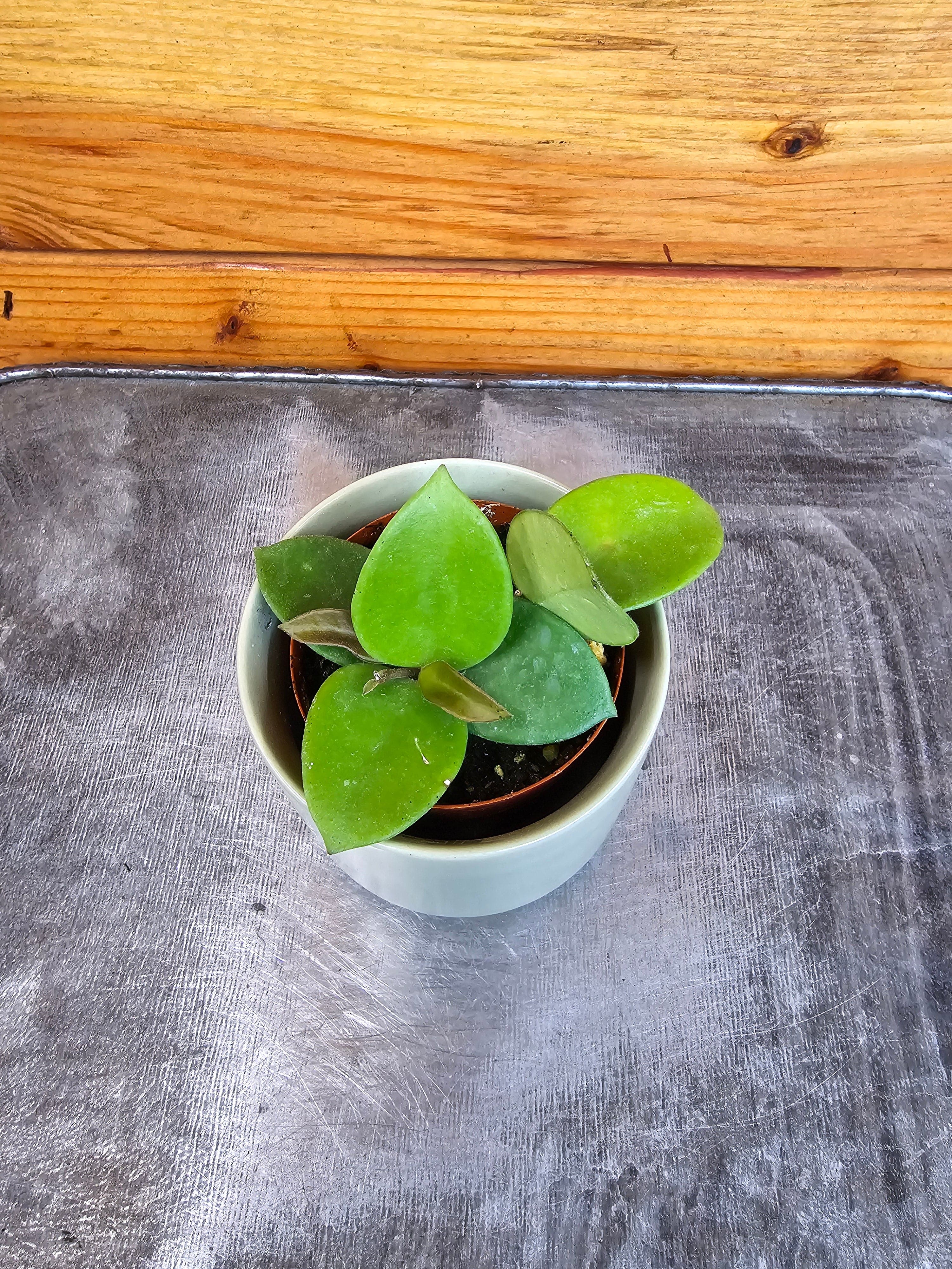 Hoya 'Chouke', 2-inch Plant