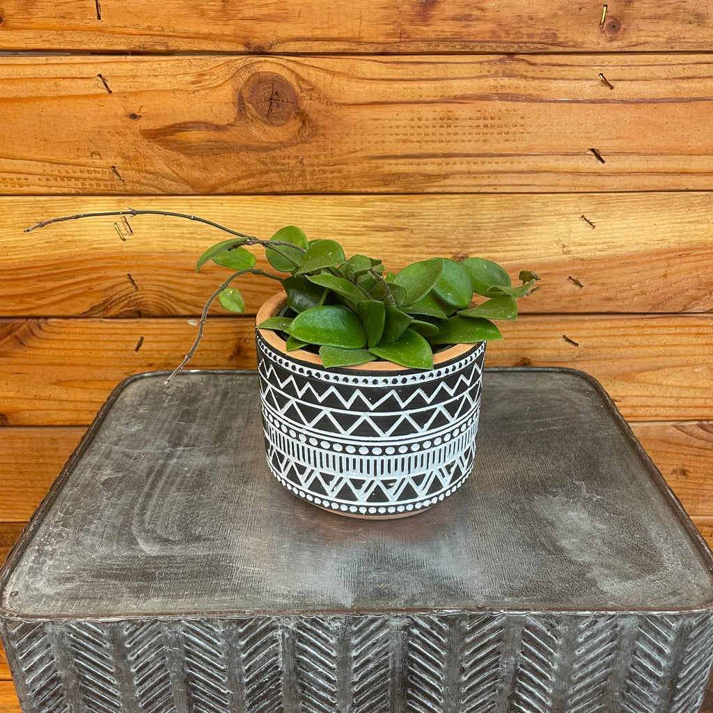 Hoya CV Chouke, 4-inch Plant