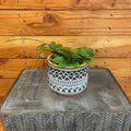 Hoya CV Chouke, 4-inch Plant