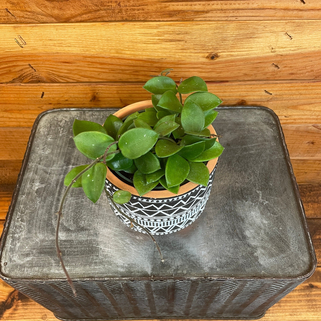 Hoya CV Chouke, 4-inch Plant — product image 2