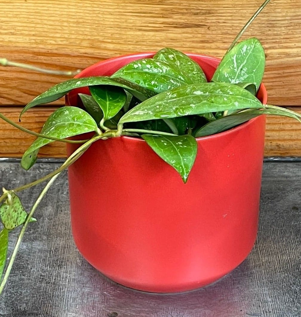 Hoya erythrostemma 'Splash', 4-inch Plant — product image 5