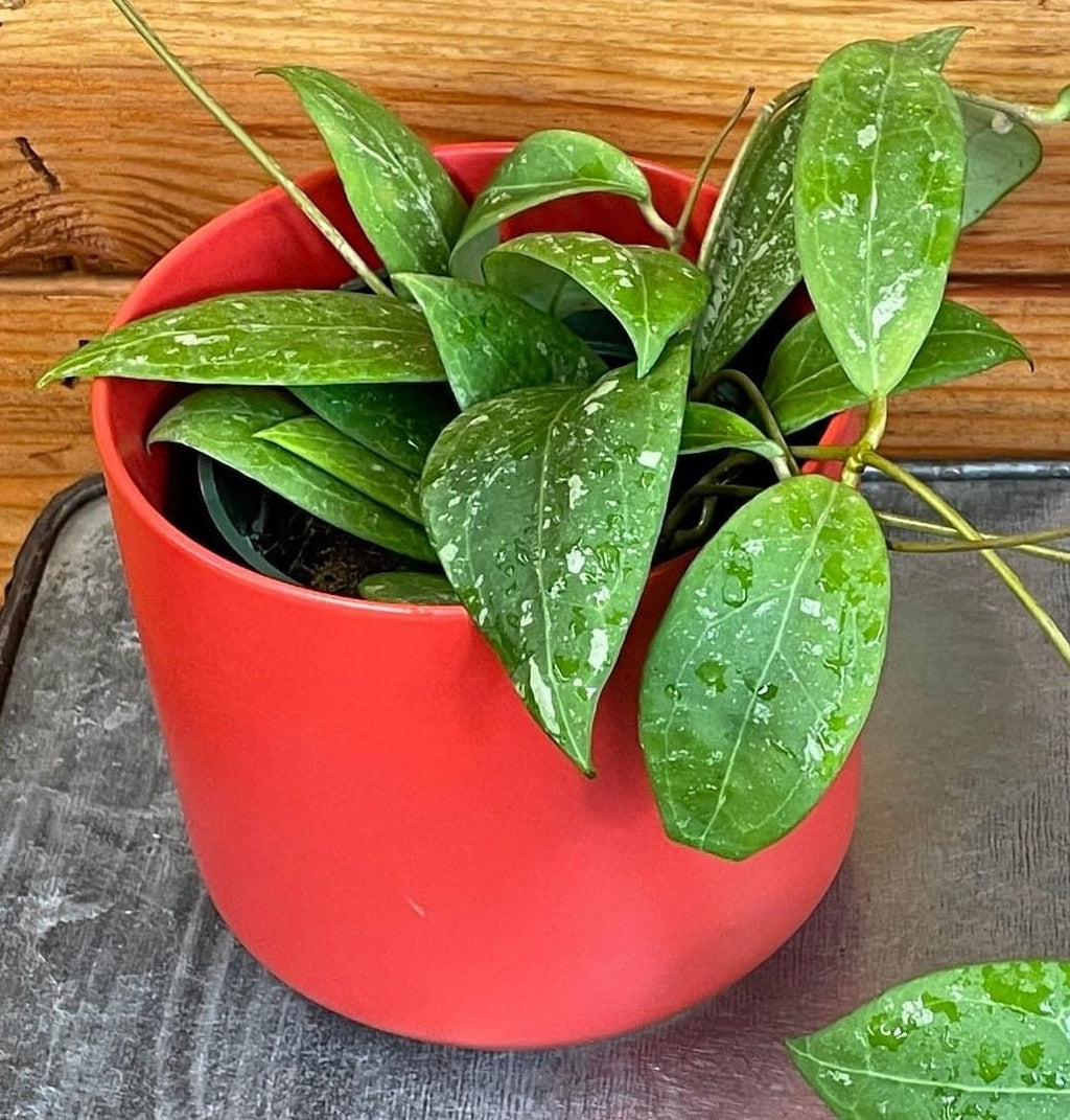 Hoya erythrostemma 'Splash', 4-inch Plant — product image 4