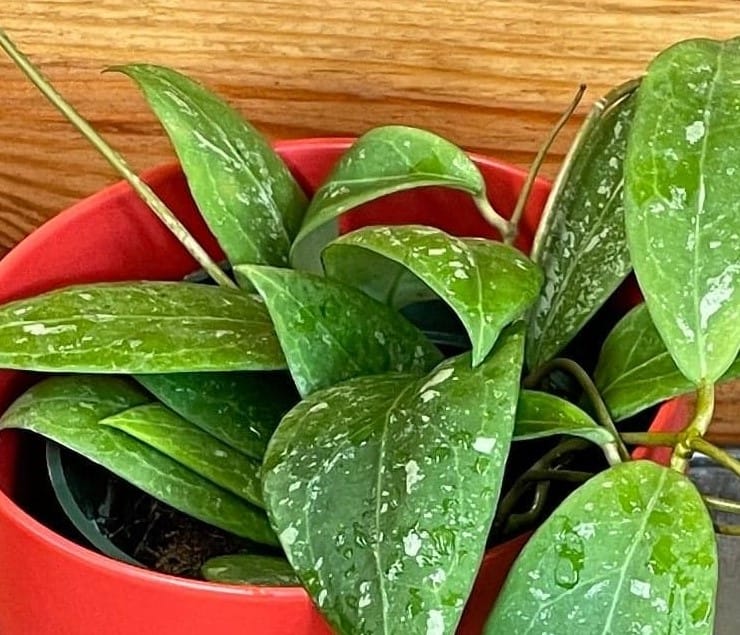 Hoya erythrostemma 'Splash', 4-inch Plant — product image 3