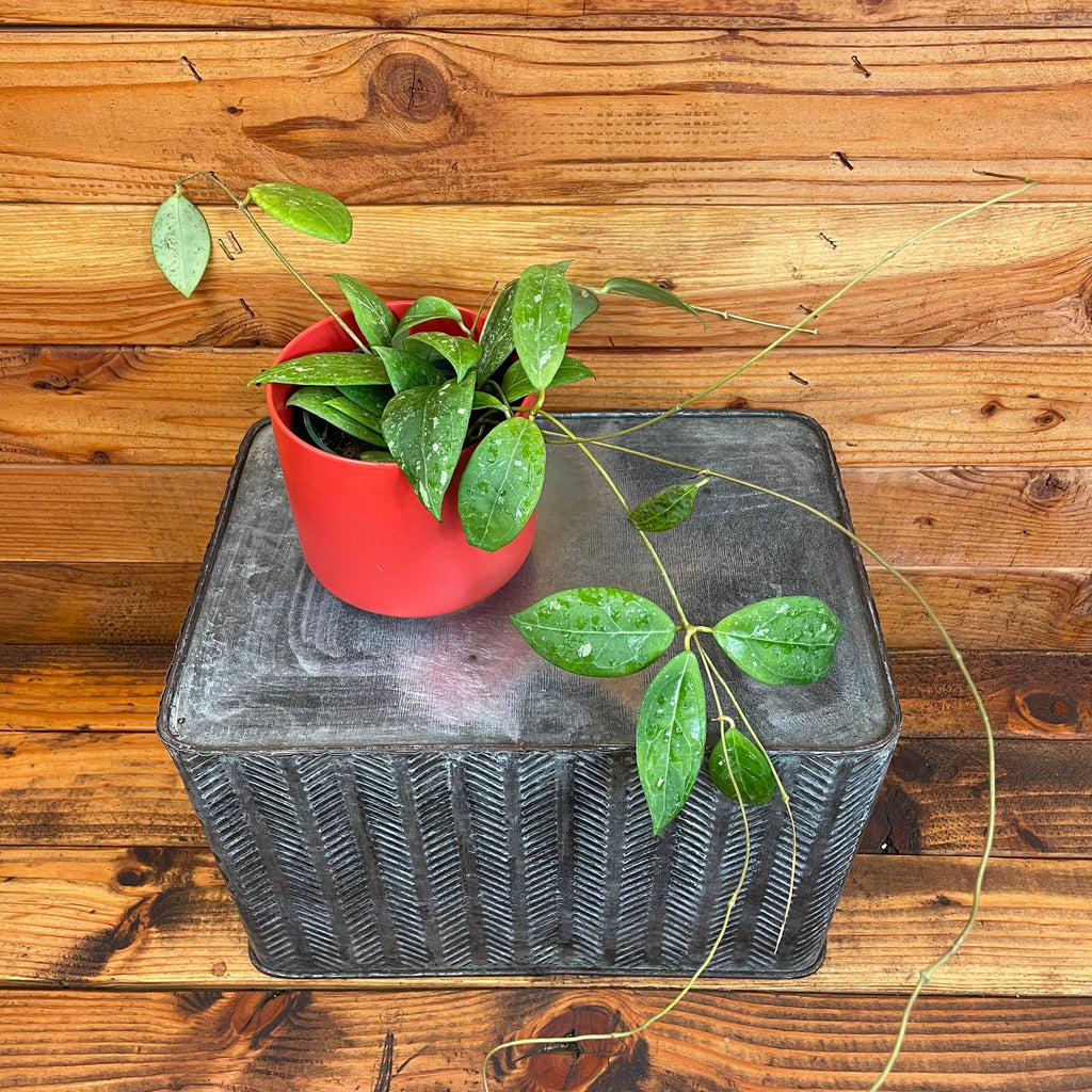 Hoya erythrostemma 'Splash', 4-inch Plant — product image 2
