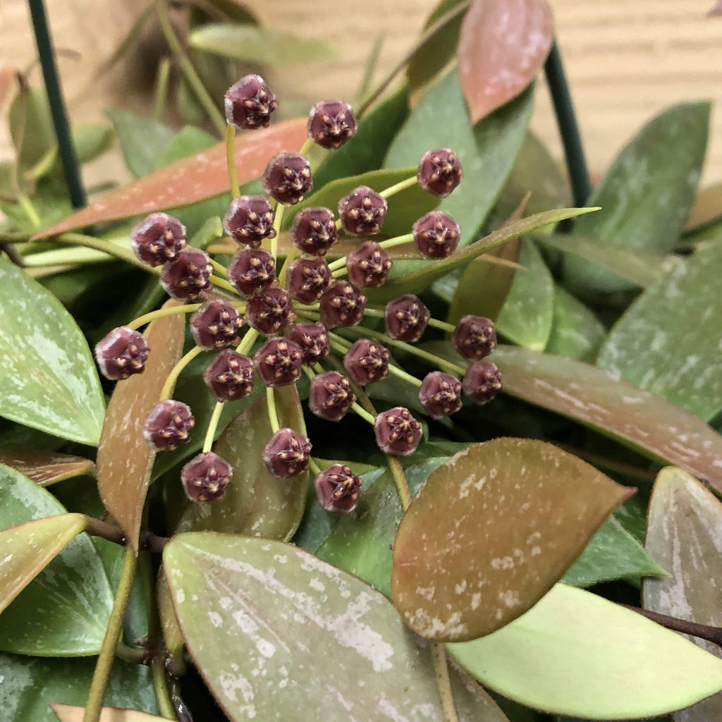 Hoya gracilis, 4-inch Plant product image 1