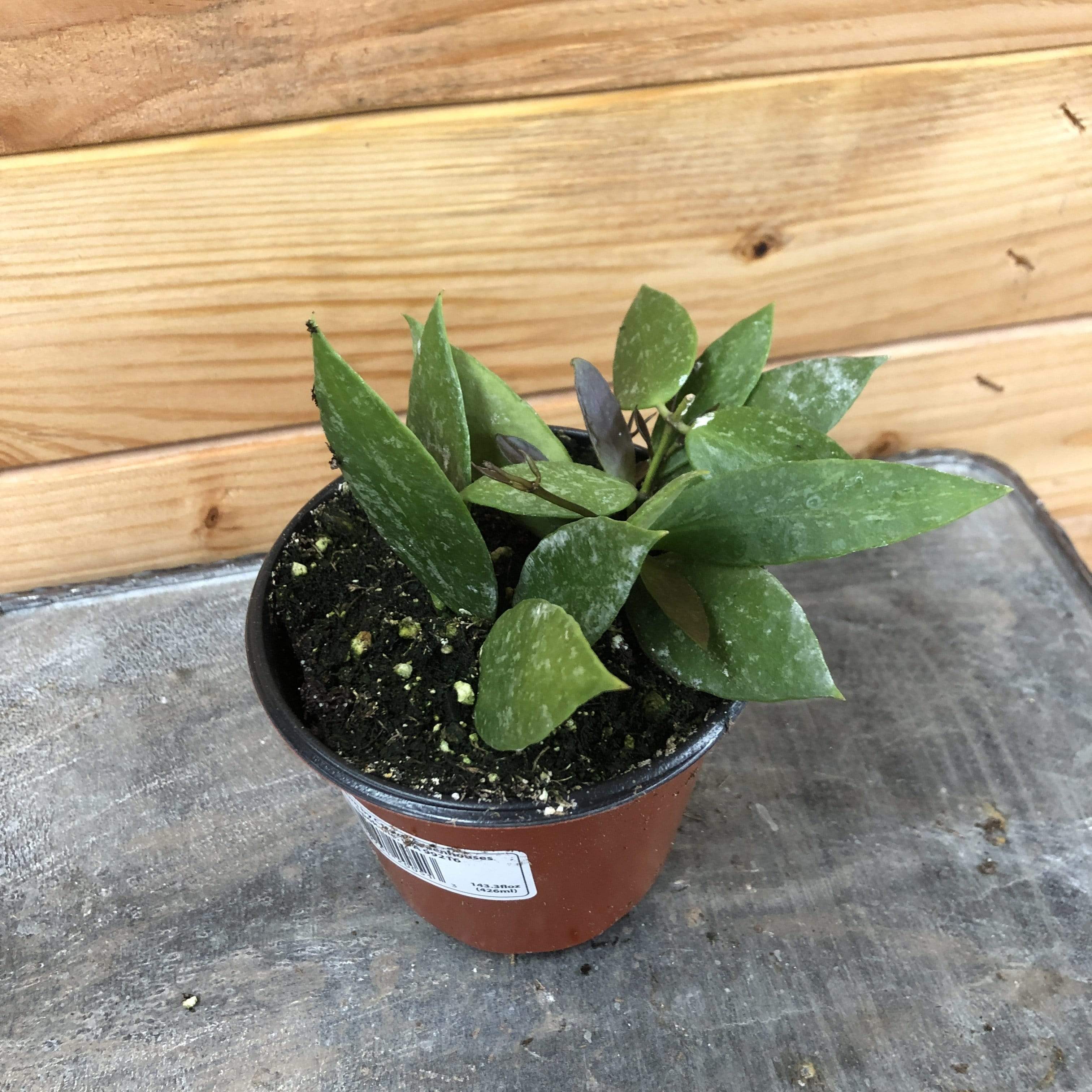 Hoya gracilis, 4-inch Plant product image 2