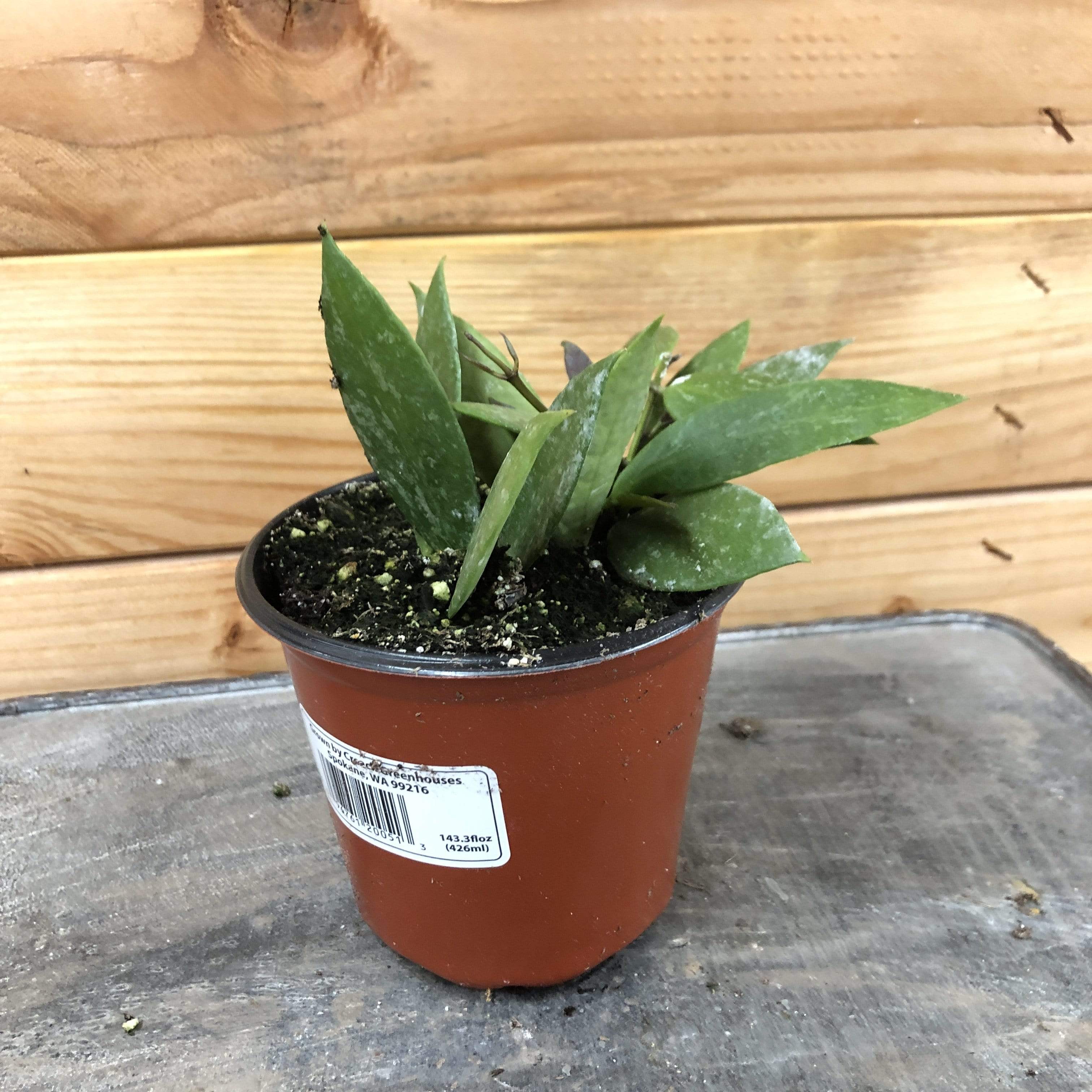 Hoya gracilis, 4-inch Plant product image 3