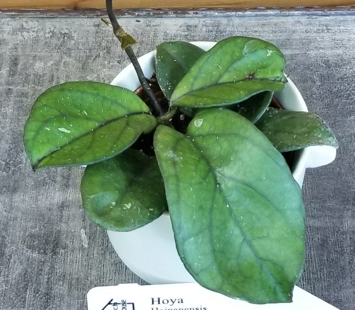 Hoya Hainanensis, 2-inch Plant — product image 5