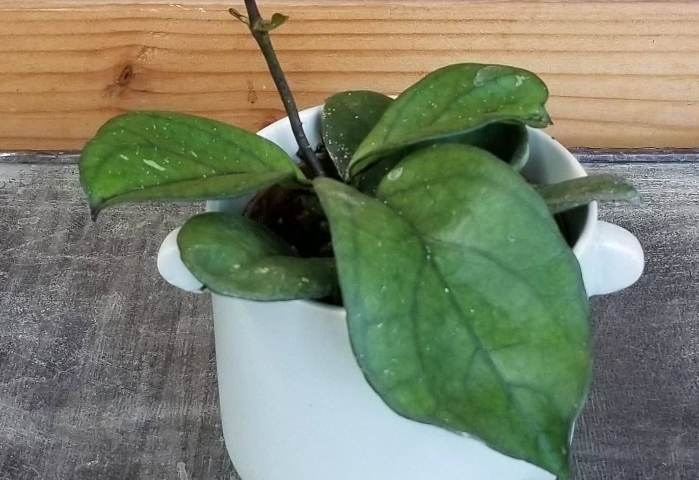 Hoya Hainanensis, 2-inch Plant — product image 4