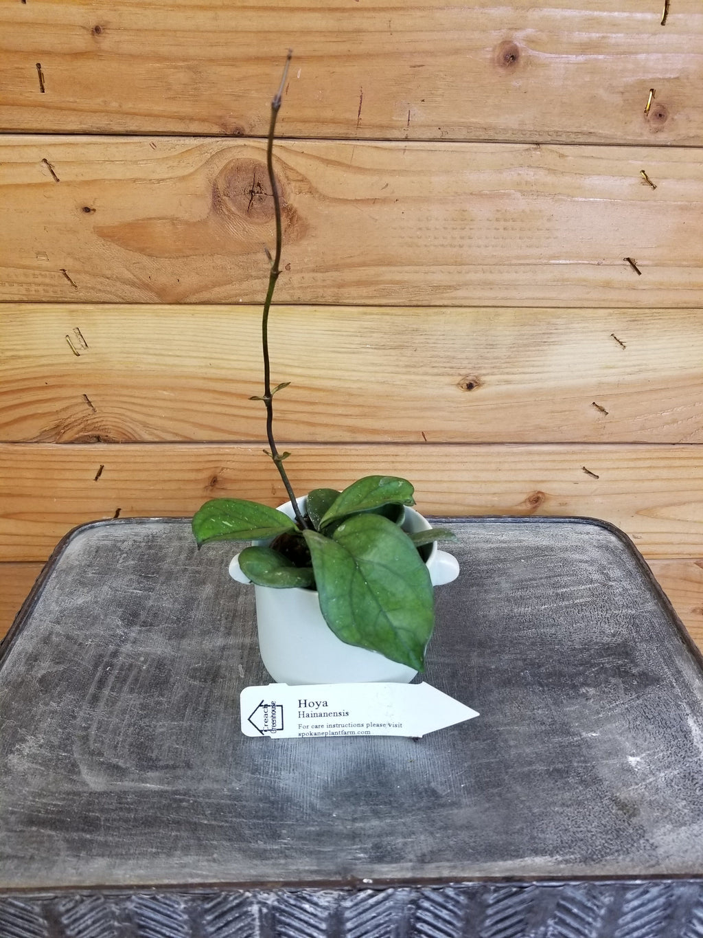 Hoya Hainanensis, 2-inch Plant