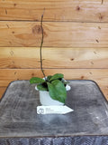 Hoya Hainanensis, 2-inch Plant