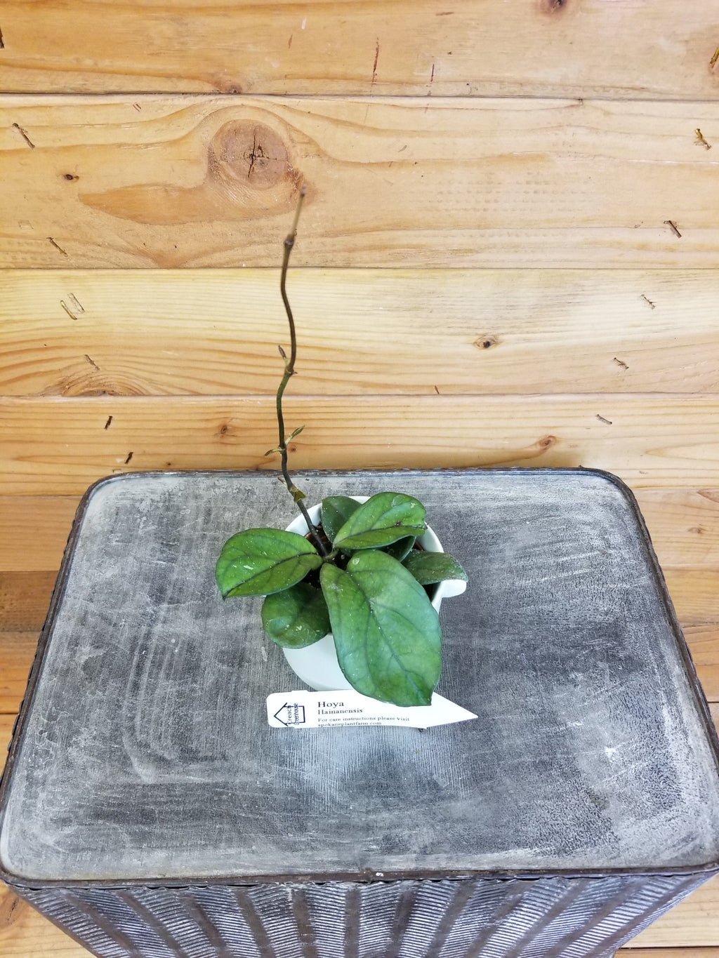 Hoya Hainanensis, 2-inch Plant — product image 2