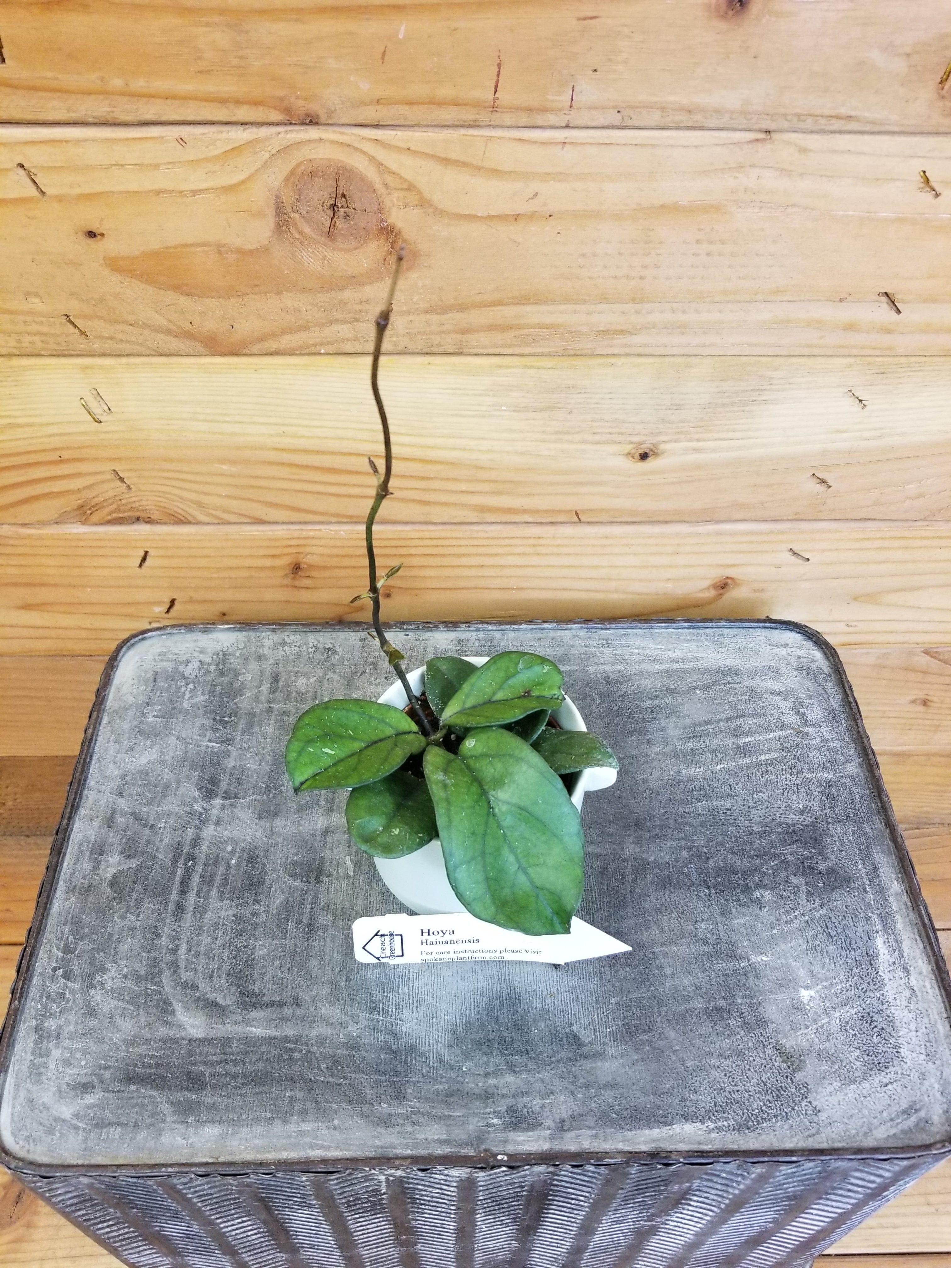 Hoya Hainanensis, 2-inch Plant — product image 2