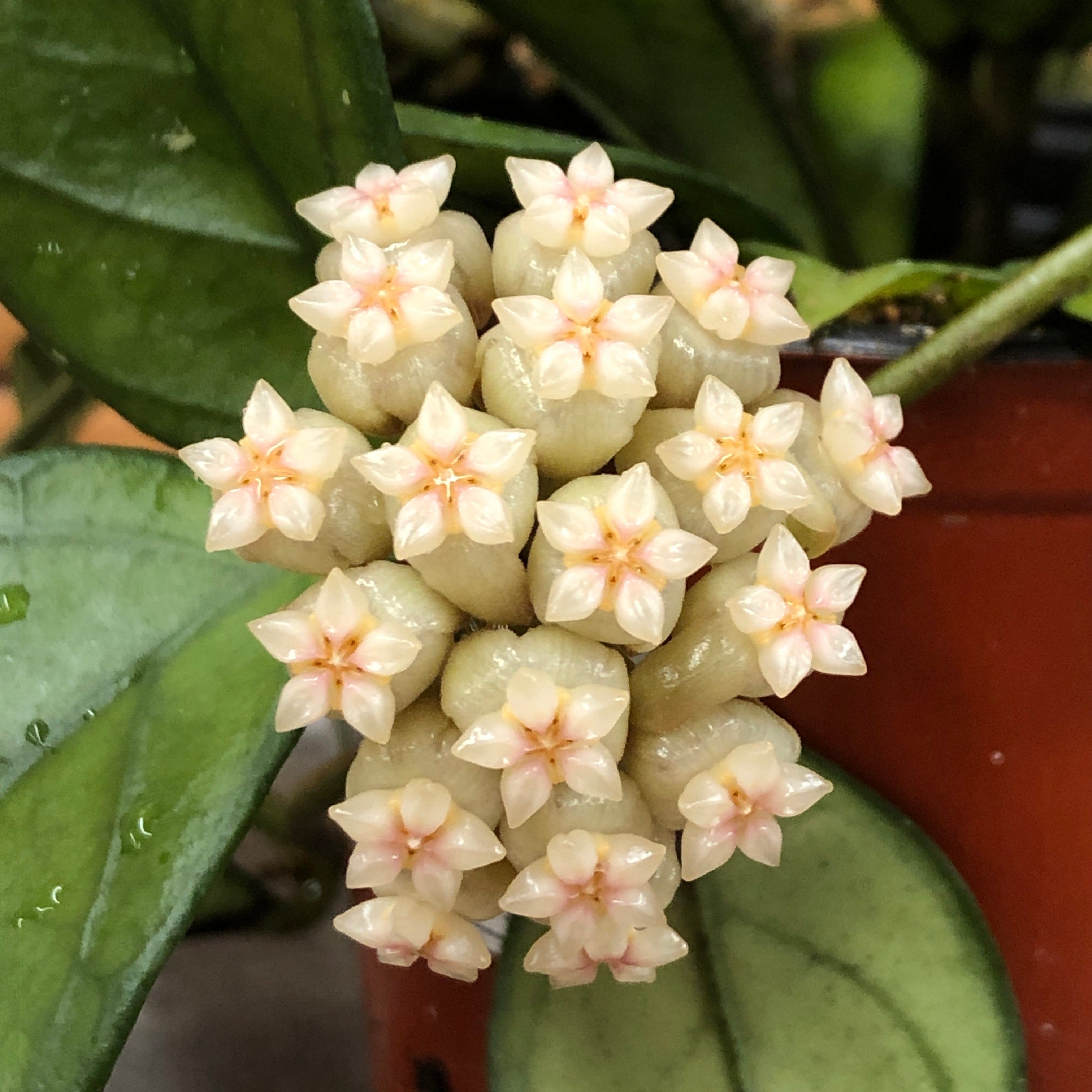 Hoya Hainanensis, 2-inch Plant — product image 3