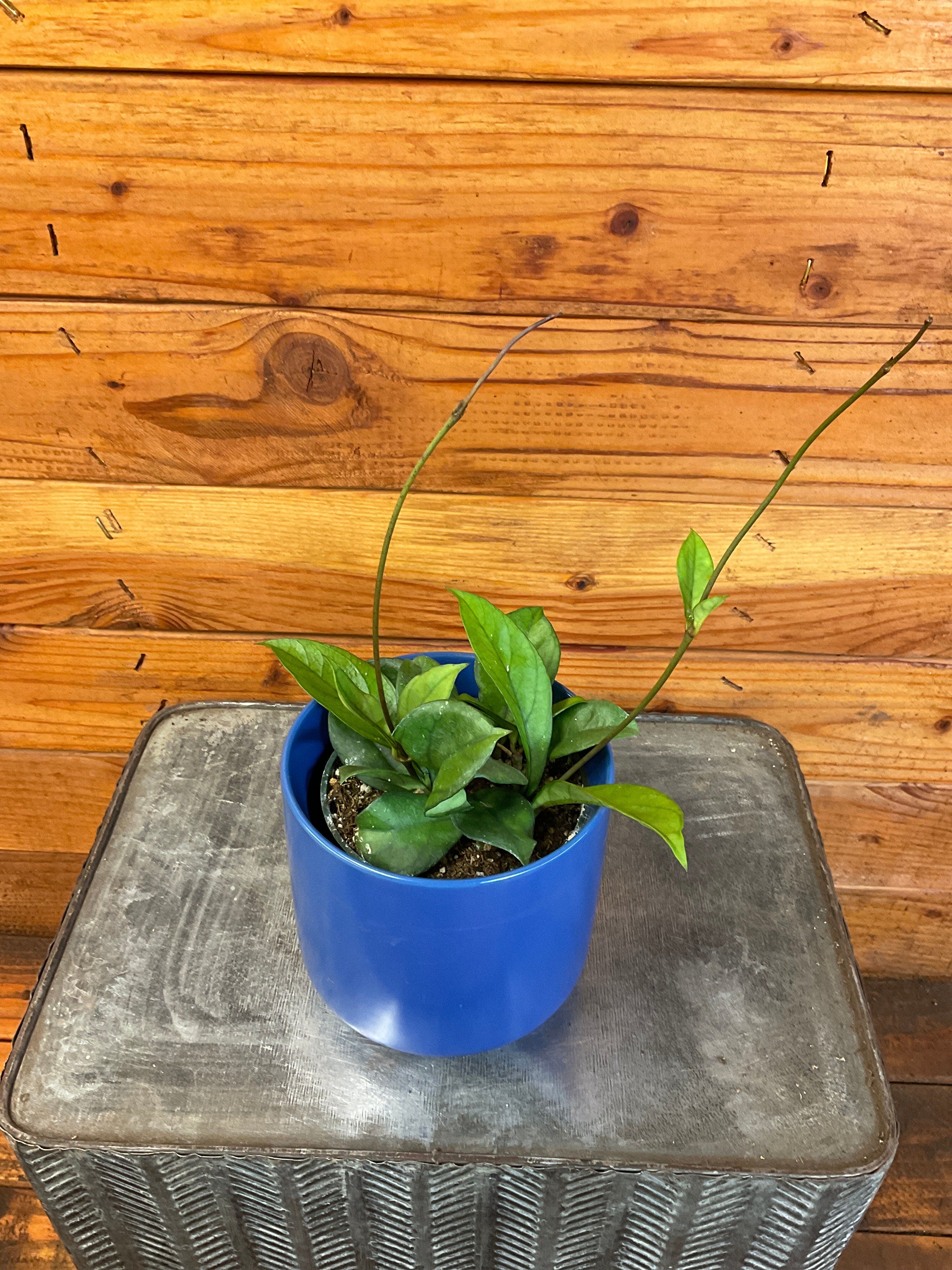 Hoya Hainanensis, 4-inch Plant product image 2