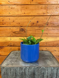 Hoya Hainanensis, 4-inch Plant product image 1