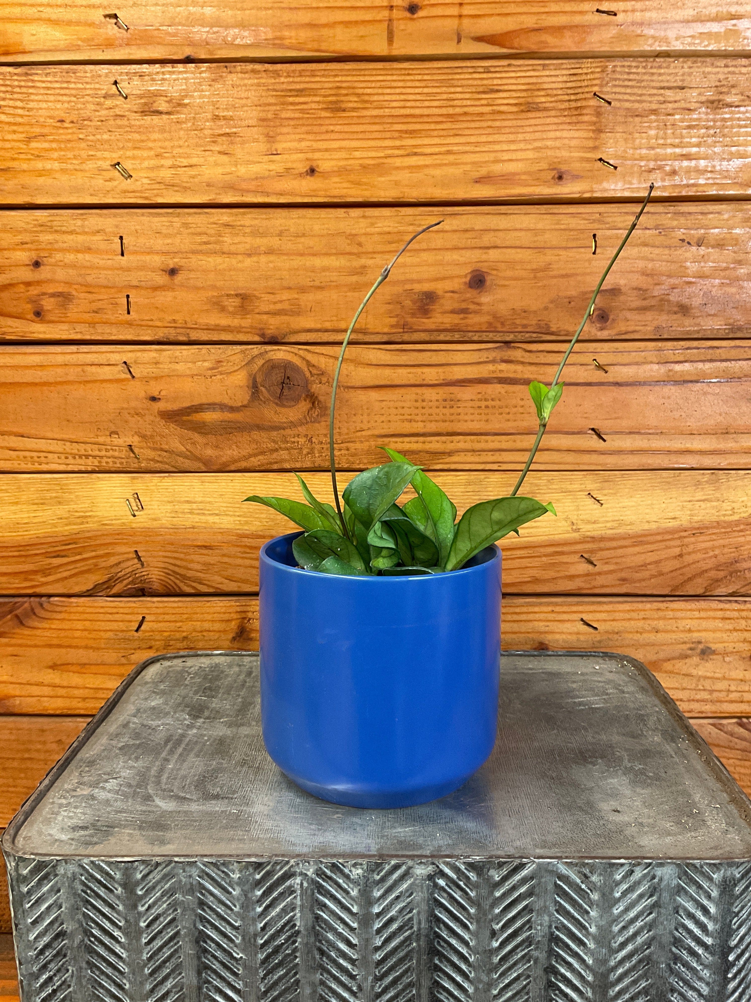Hoya Hainanensis, 4-inch Plant product image 1