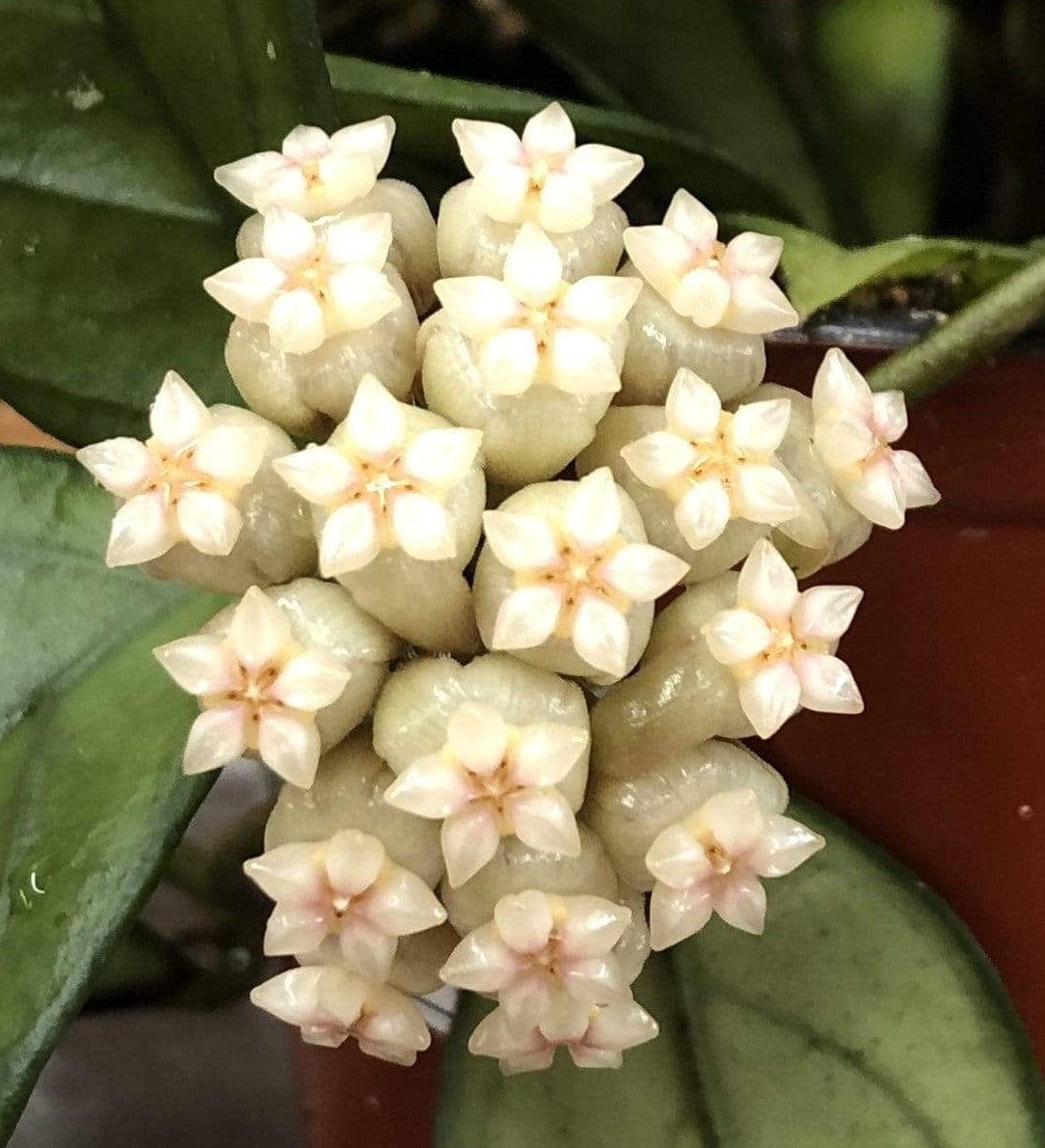 Hoya Hainanensis, 4-inch Plant product image 5