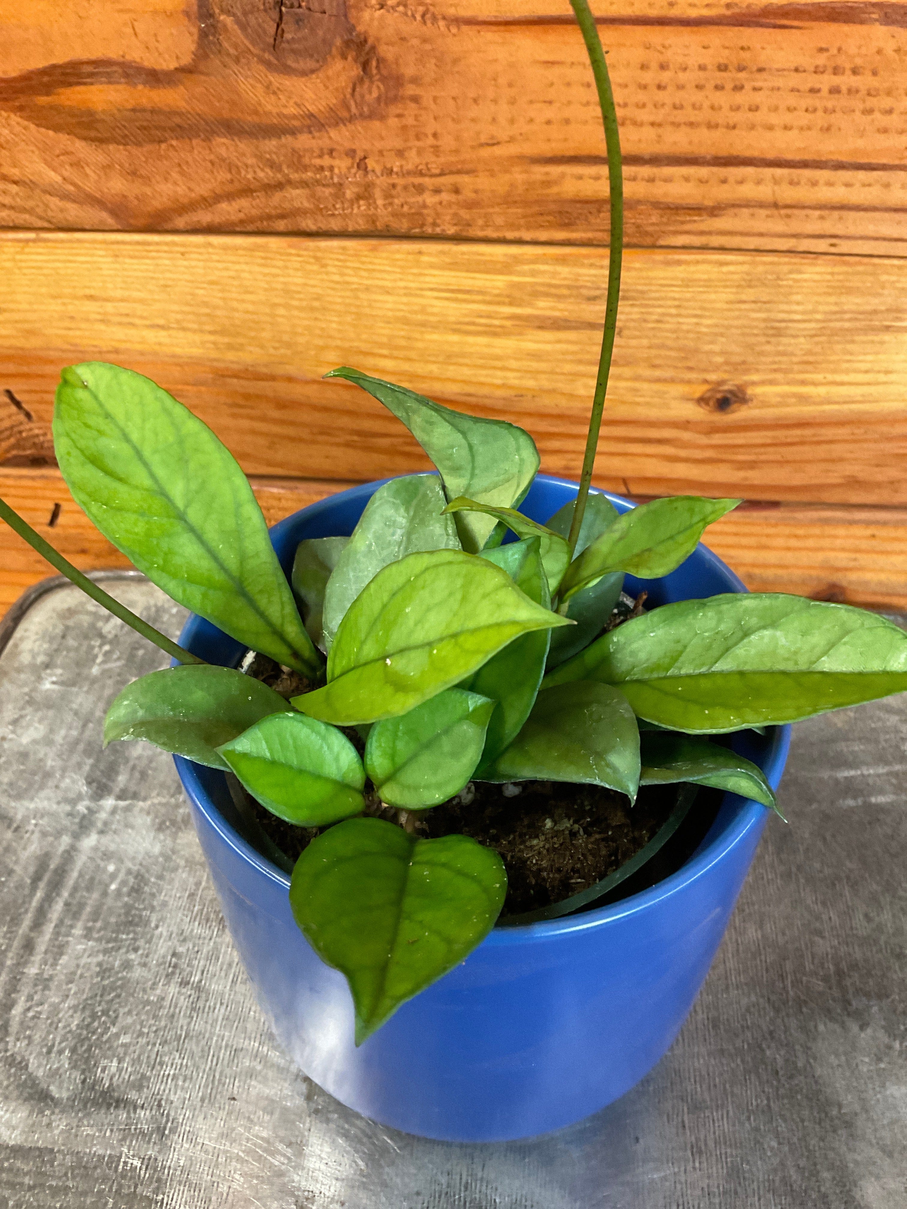 Hoya Hainanensis, 4-inch Plant product image 4