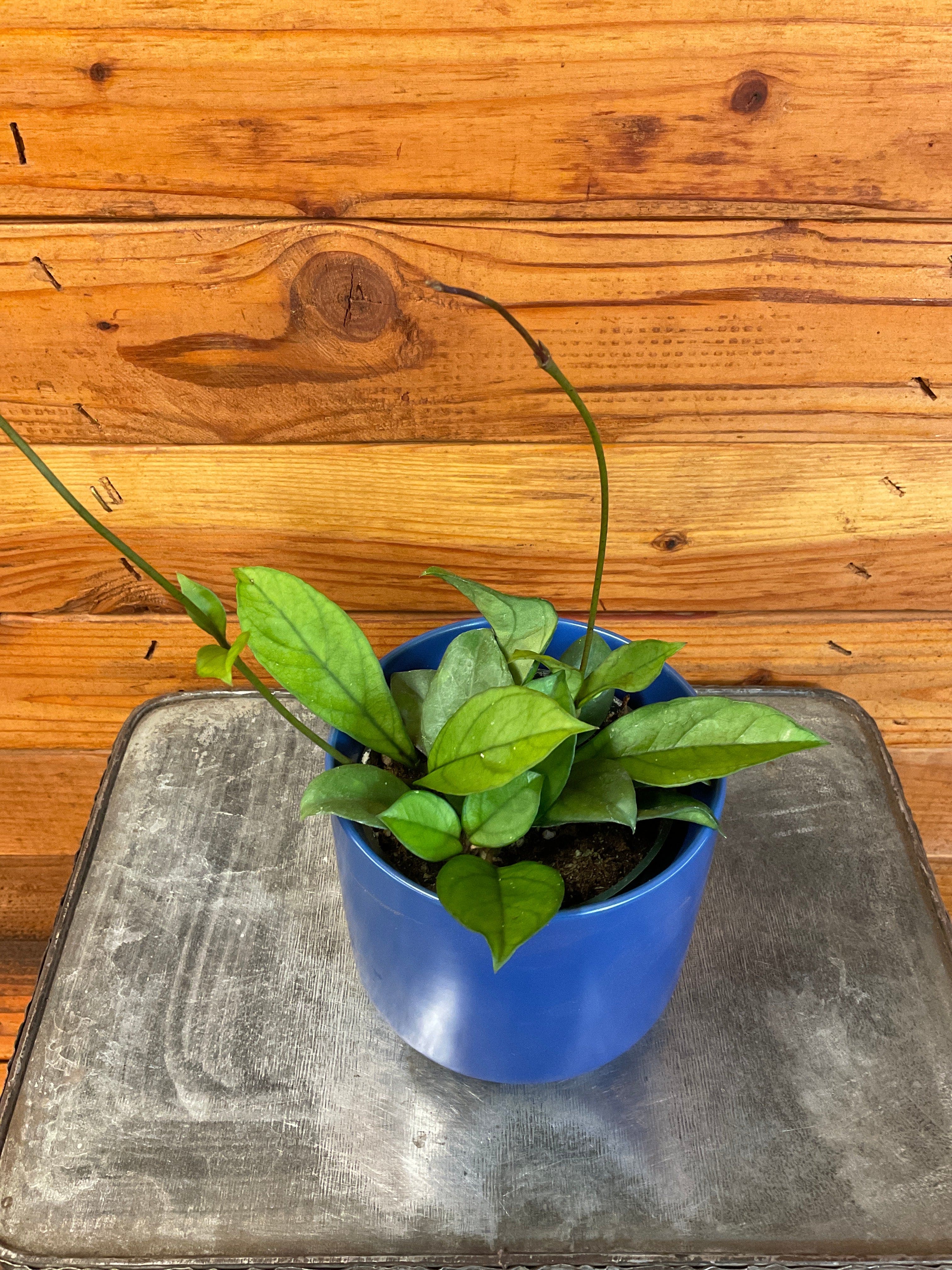 Hoya Hainanensis, 4-inch Plant product image 3