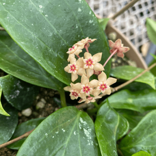 Hoya Limoniaca, 6-inch Plant — product image 3