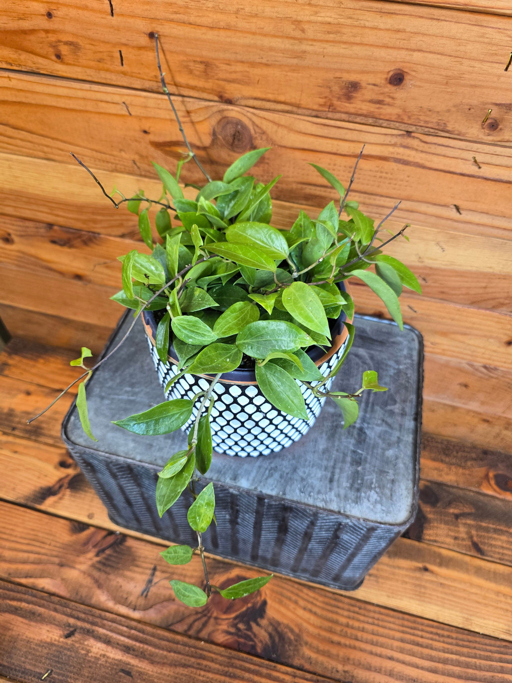 Hoya Limoniaca, 6-inch Plant