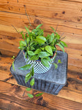 Hoya Limoniaca, 6-inch Plant