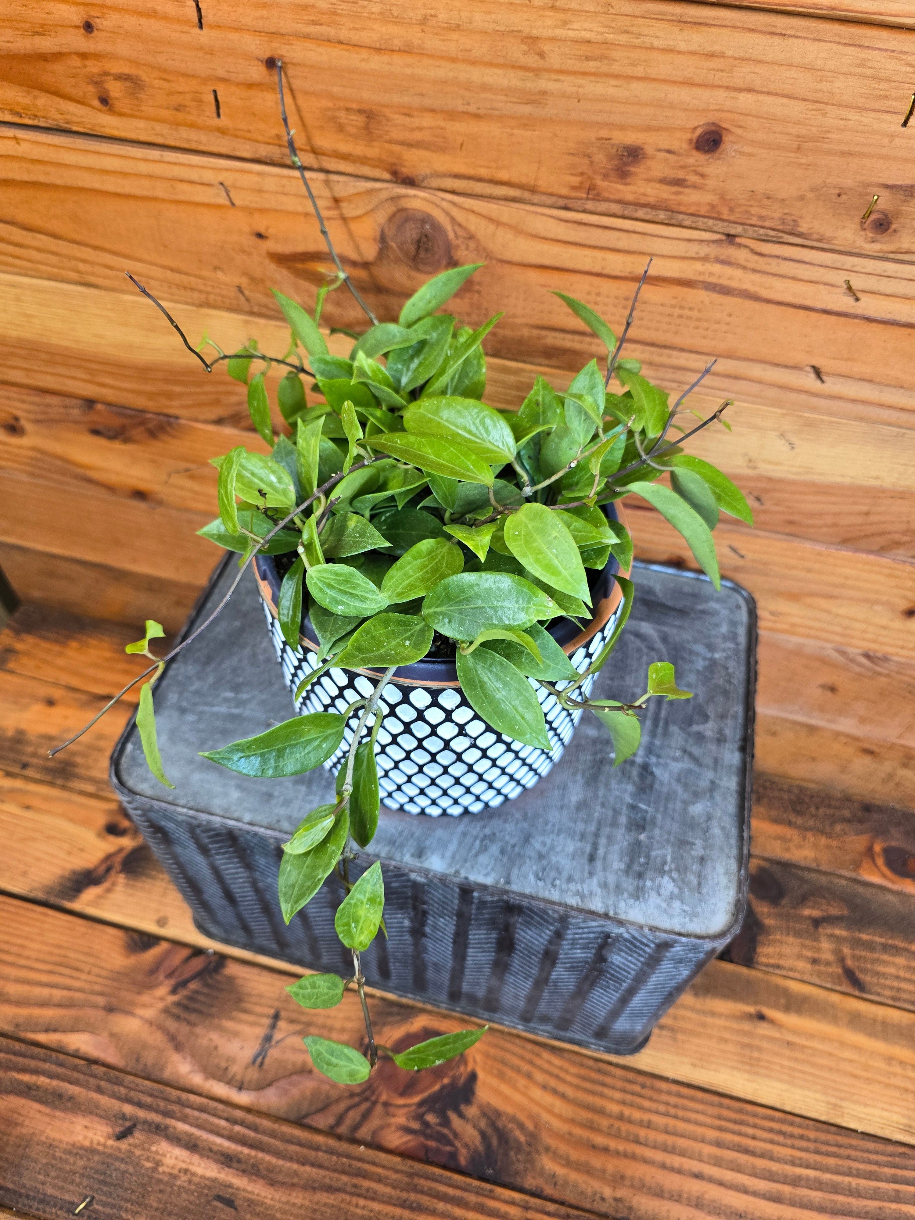 Hoya Limoniaca, 6-inch Plant