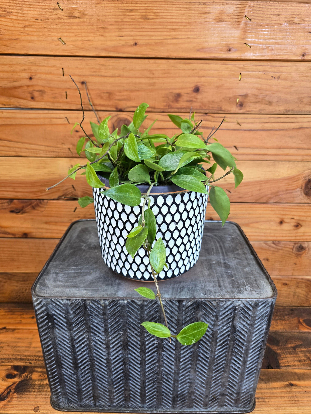 Hoya Limoniaca, 6-inch Plant — product image 2