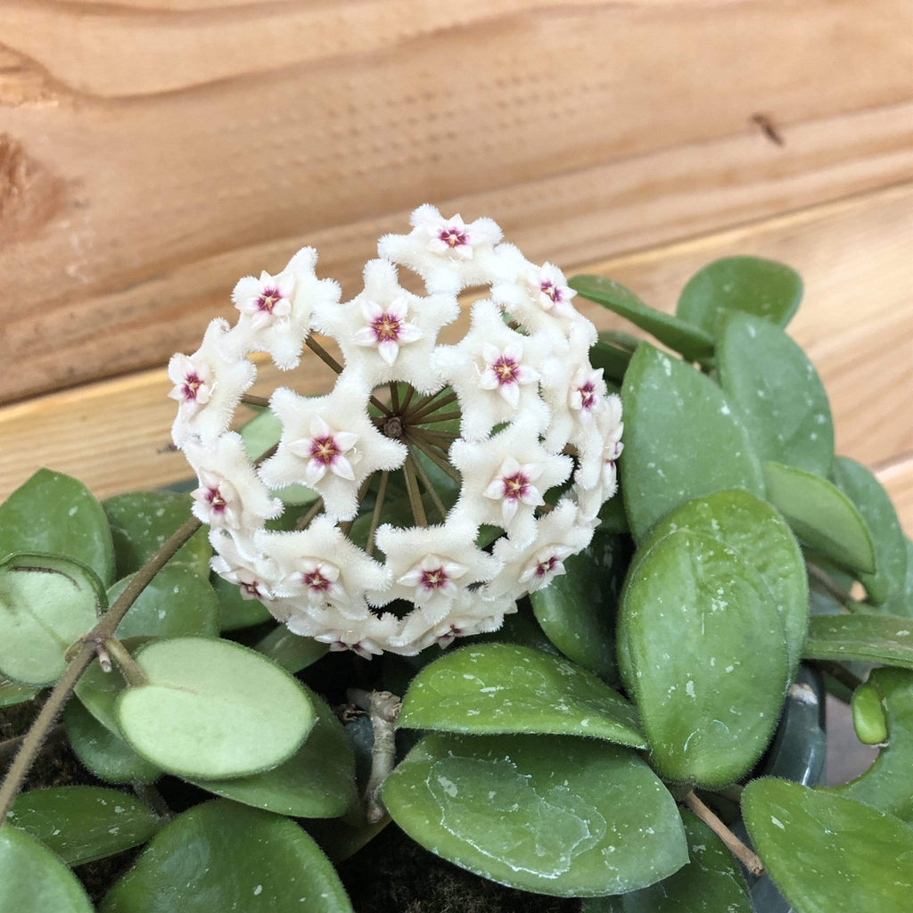 Hoya × Mathilde, 2-inch Plant product image 3