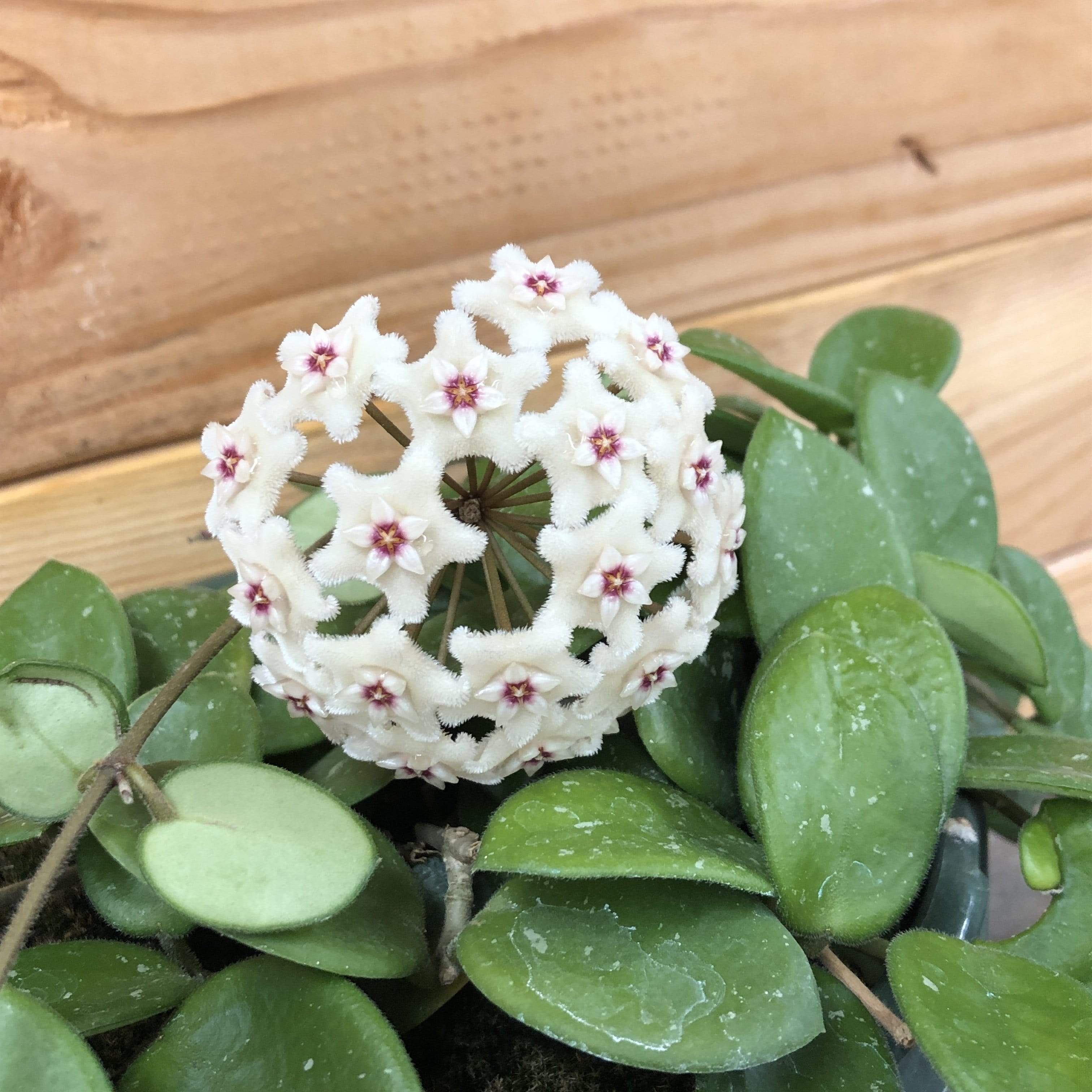 Hoya × Mathilde, 2-inch Plant product image 3