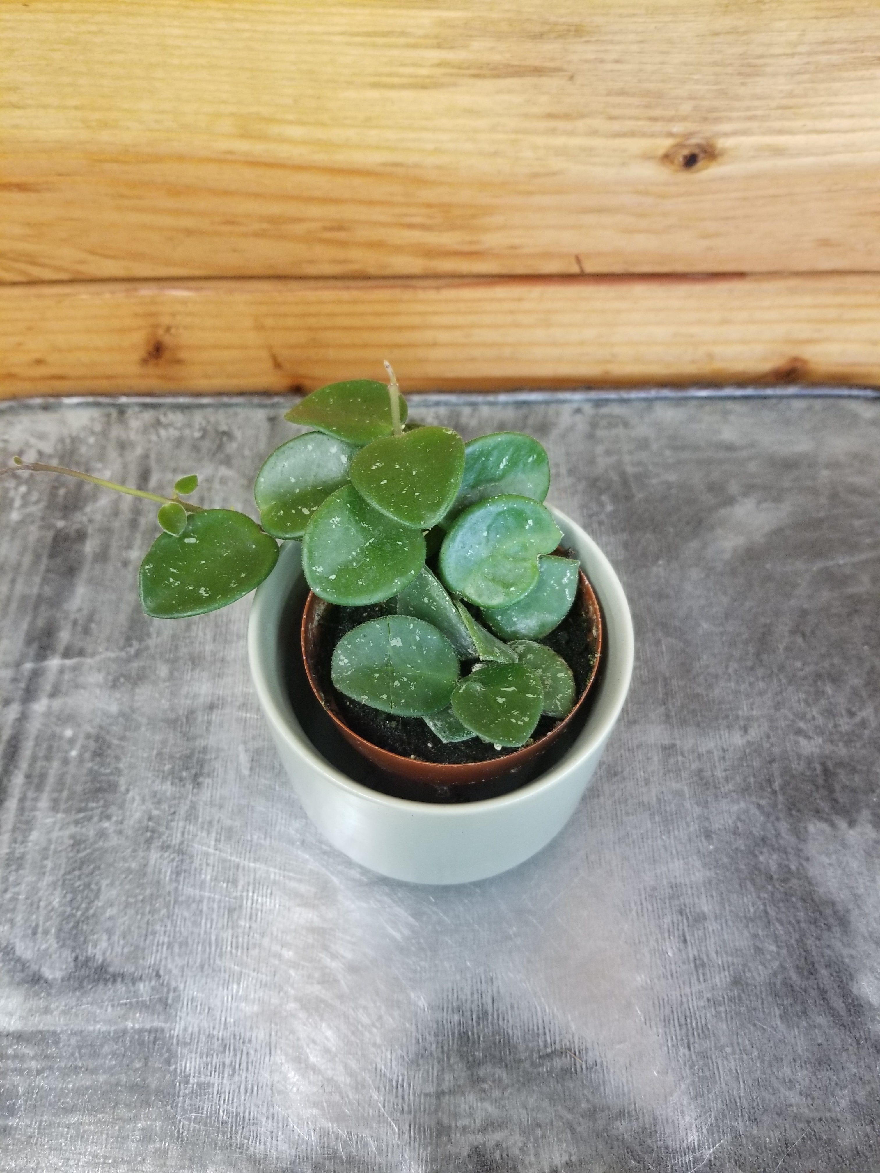 Hoya × Mathilde, 2-inch Plant product image 2