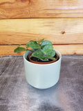Hoya × Mathilde, 2-inch Plant product image 1