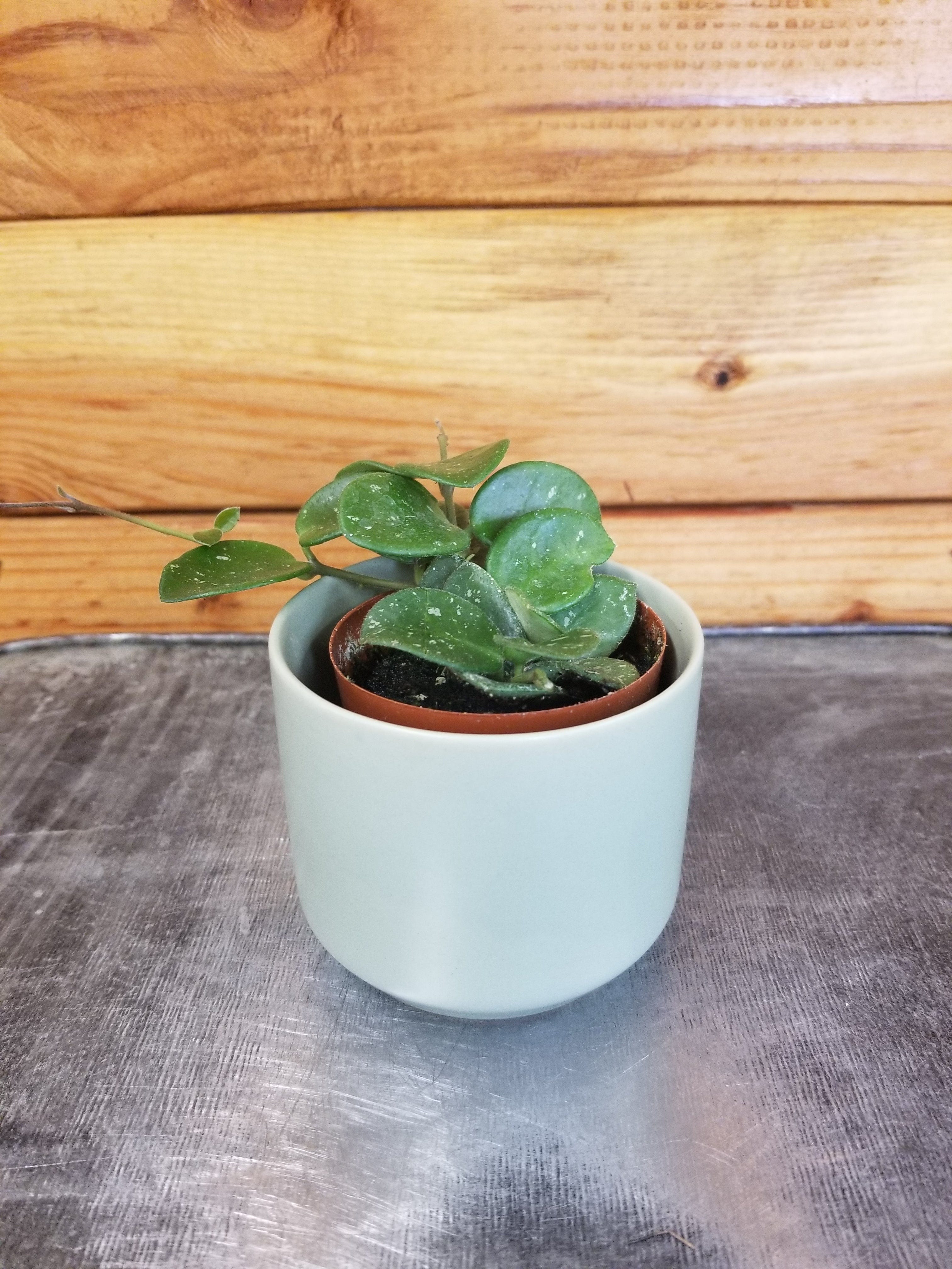 Hoya × Mathilde, 2-inch Plant product image 1
