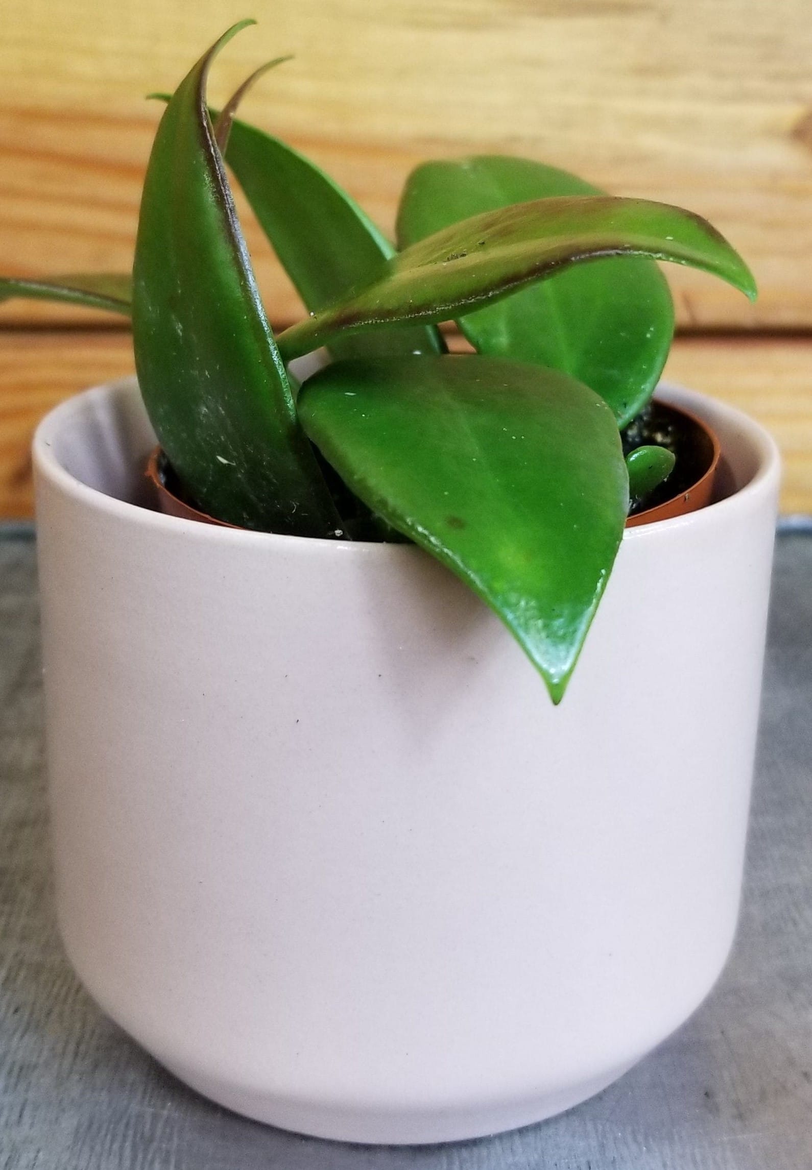 Hoya Minahassae, 2-inch Plant — product image 5