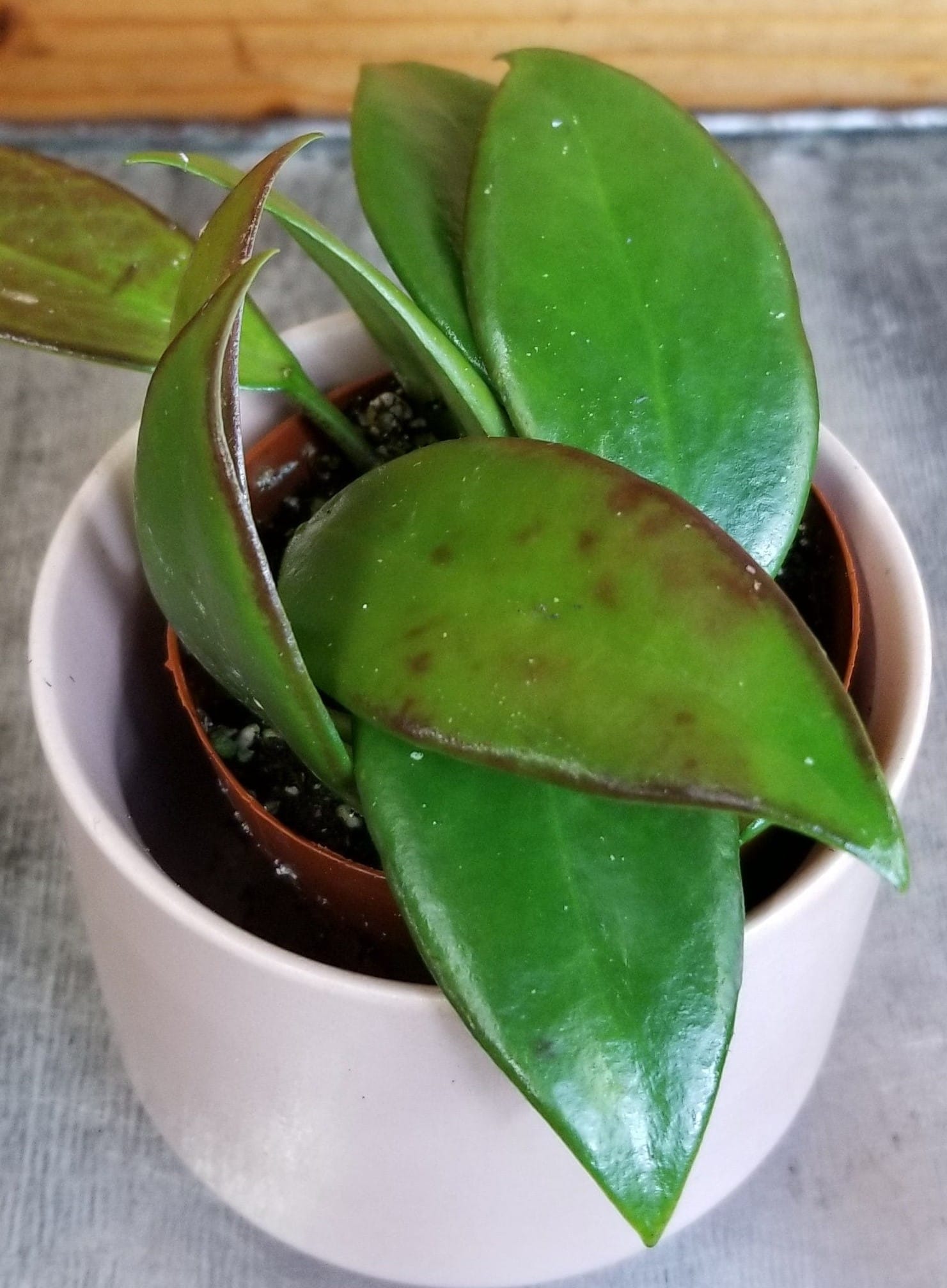 Hoya Minahassae, 2-inch Plant — product image 4